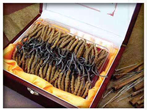 青海冬虫夏草回收